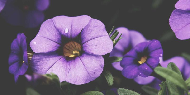 深圳租赁指南：高效寻找合租房源与商务服务中的办公设备租赁方案